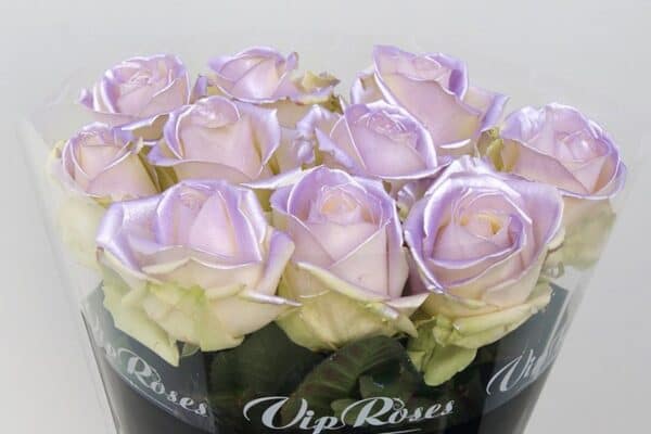 satin violet rozen