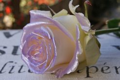 satin violet paarse roos