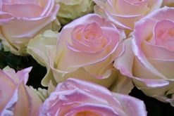 satin pink rose