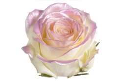 satin roze roos