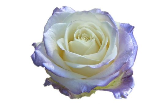 satin violet  rose