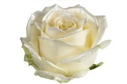 1 satin wit roos per stuk verpakt