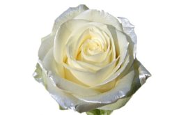 satin witte roos