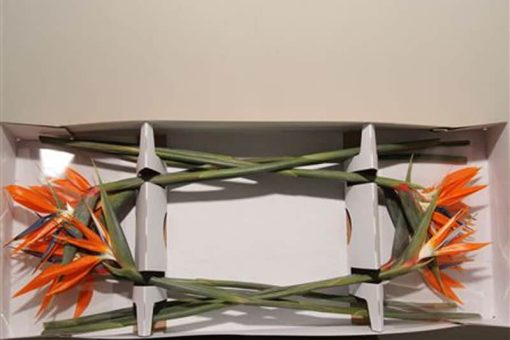 strelitzia's