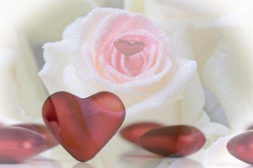 Valentijnsdag 2019 roos