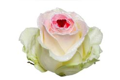 suiker look roos met hartje