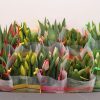 10 tulpen in tasje alle kleuren