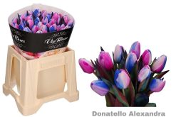 Tulp roze, wit en blauw