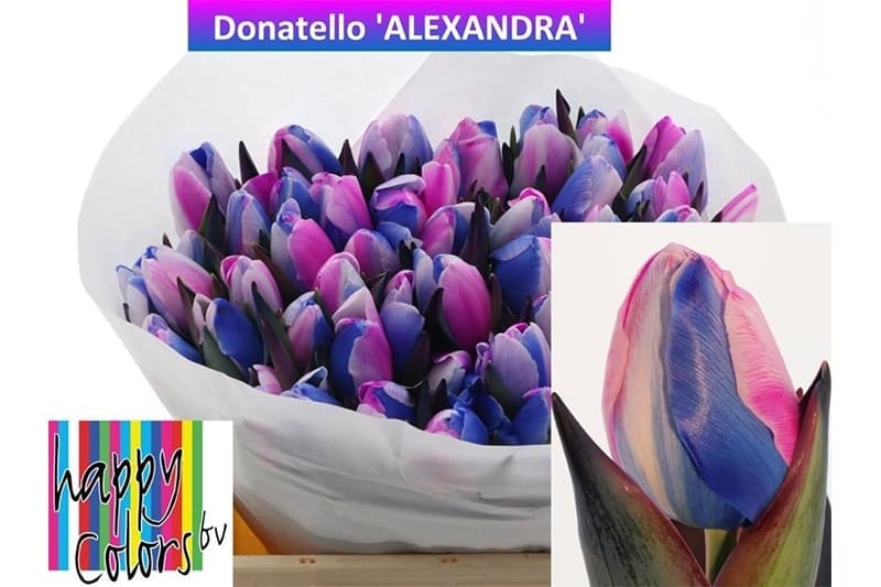 Alexandra tulpen roze, wit en blauw