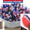 Donatello Holland rood, wit, blauw tulp