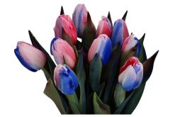 Tulp in rood wit blauw