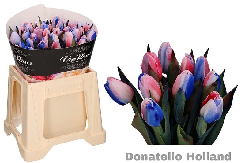Nederland kleur tulpen