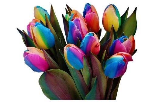 tulpen regenboog kleuren