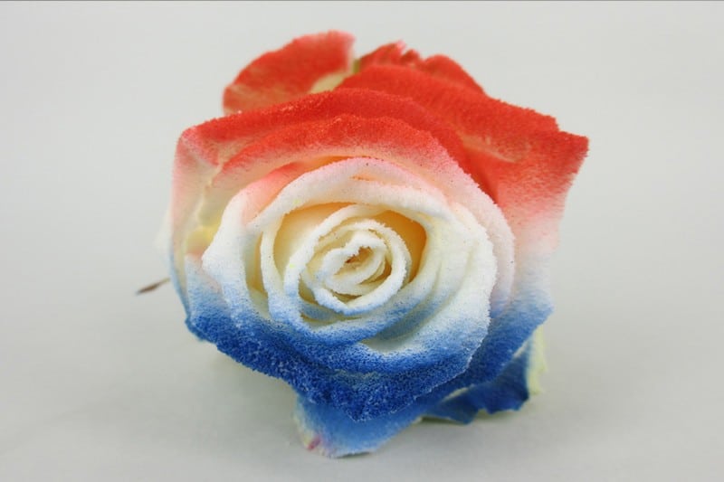 nederlandse vlag roos