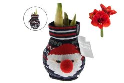 Amaryllis bol wax ho ho ho