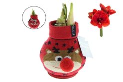Amaryllis wax bol rood merry christmas