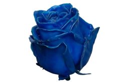 wax roos donker blauw