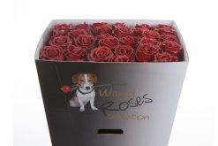 Bordeaux rode wax rozen