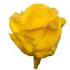 wax geel roos