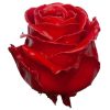 wax roos rood