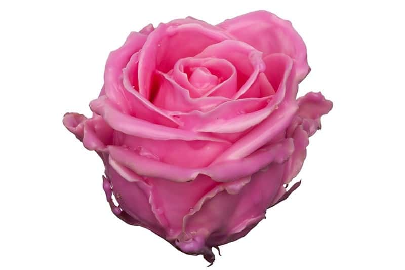 wax roos roze