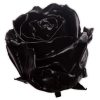 wax roos zwart