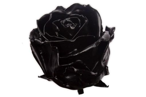 wax roos zwart