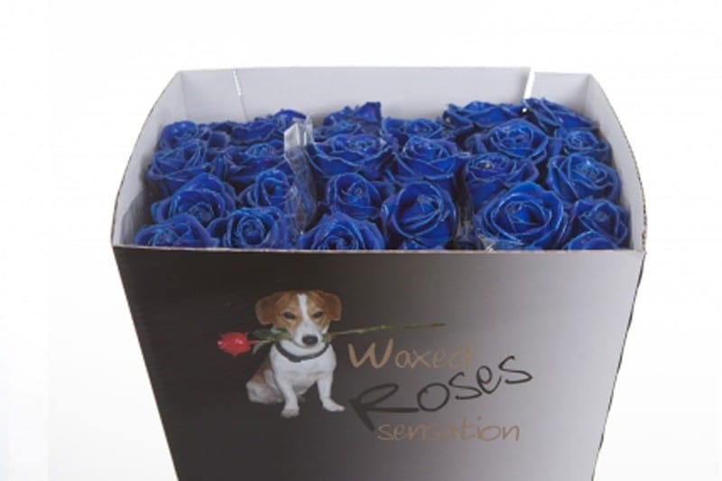 Blauwe wax rozen