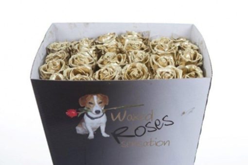 Gouden wax rozen