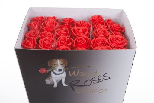 Rode wax rozen