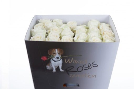 Witte wax rozen
