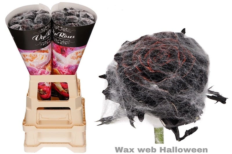 wax spinnenweb rozen Halloween