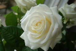 witte avalanche roos