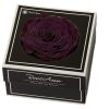 Geconserveerde paarse roos in cadeaubox