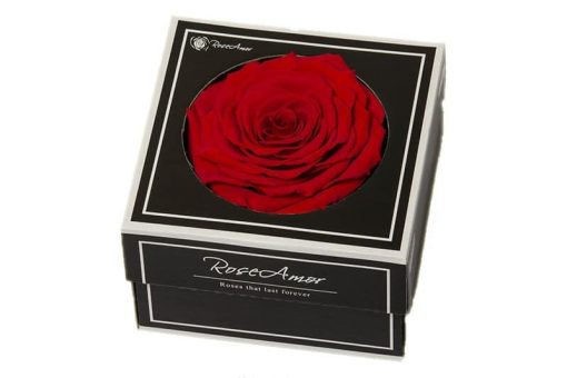 Geconserveerde rode roos in cadeaubox