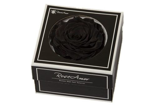 Zwarte geconserveerde roos xxl
