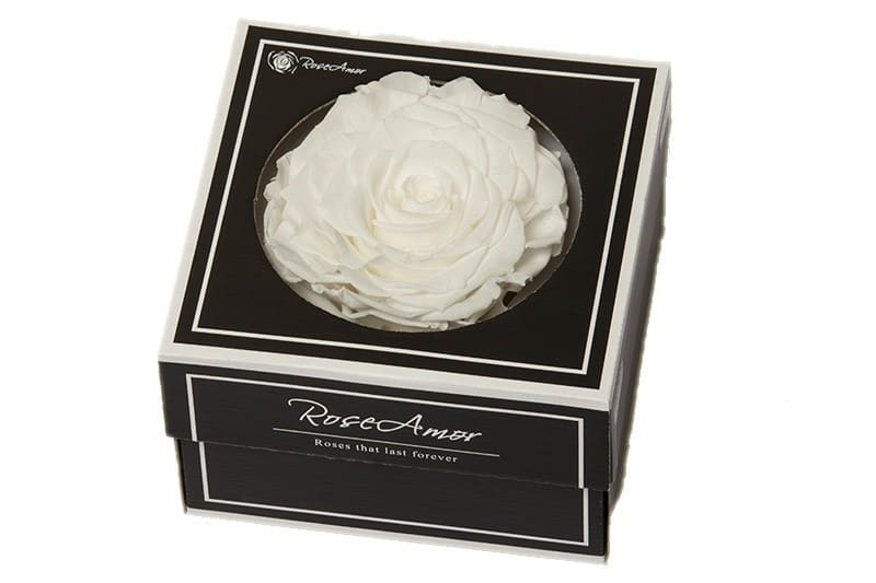 Geconserveerde witte roos in cadeaubox