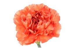 anjers oranje