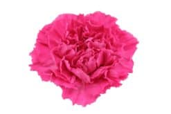 anjers pink