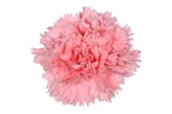 anjers roze