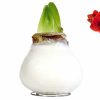 amaryllis bol gewaxt wit