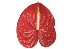 anthuriums rood