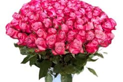 honderd paarse rozen in vaas