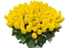 100 gele rozen