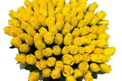 honderd gele rozen