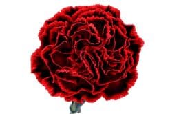 anjers flamenco rood