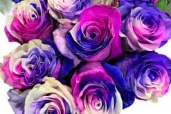 regenboog-pink-lavender-roos