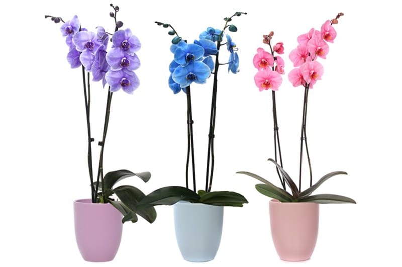 gekleurde phalaenopsis orchideeen