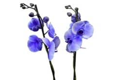 phalaenopsis-plant-paars