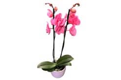phalaenopsis pink orchidee